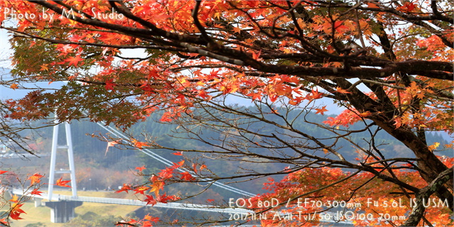 2017年11月　九重夢吊橋　紅葉情報