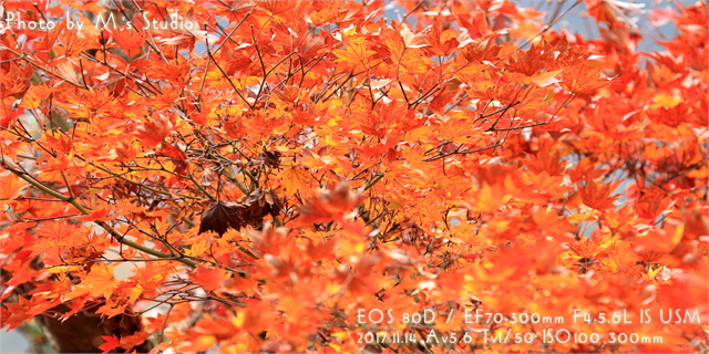 2017年11月　九重夢吊橋　紅葉情報