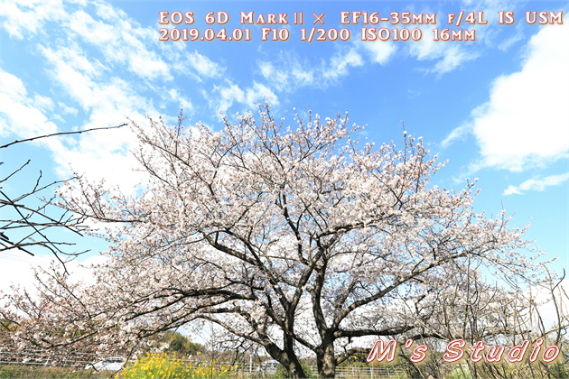 平成３１年４月　桜　さくら　撮影　一本桜　ボケ　露出　プラス補正　圧縮効果　canon キヤノン　EOS 6D MarkⅡ EF70-200mmF2.8L IS Ⅲ USM　EF16-35mm f/4L IS USM