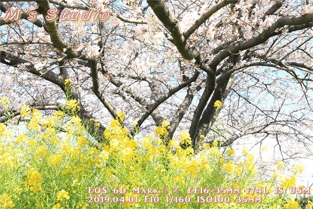平成３１年４月　桜　さくら　撮影　一本桜　ボケ　露出　プラス補正　圧縮効果　菜の花　canon キヤノン　EOS 6D MarkⅡ EF70-200mmF2.8L IS Ⅲ USM　EF16-35mm f/4L IS USM