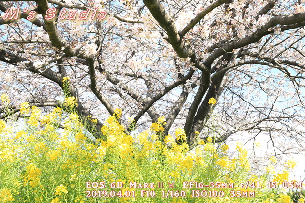 RPNS@@@Be@{@{P@Io@vX␳@kʁ@؂̉ԁ@canon Lm@EOS 6D MarkU EF70-200mmF2.8L IS V USM@EF16-35mm f/4L IS USM