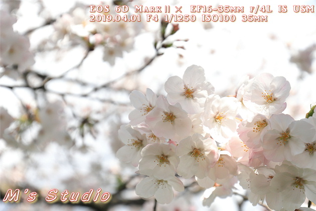 平成31年4月 桜 さくら 撮影 一本桜 ボケ 露出 プラス補正 圧縮効果 スポットライト 木漏れ日 canon キヤノン EOS 6D MarkⅡ EF70-200mmF2.8L IS Ⅲ USM EF16-35mm f/4L IS USM