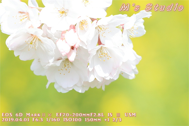 RPNS@@@Be@{@{P@Io@vX␳@kʁ@ڎʁ@canon Lm@EOS 6D MarkU EF70-200mmF2.8L IS V USM@EF16-35mm f/4L IS USM