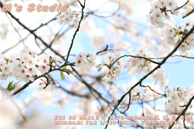 平成31年4月 桜 さくら 撮影 一本桜 ボケ 前ボケ 露出 プラス補正 圧縮効果 canon キヤノン EOS 6D MarkⅡ EF70-200mmF2.8L IS Ⅲ USM EF16-35mm f/4L IS USM