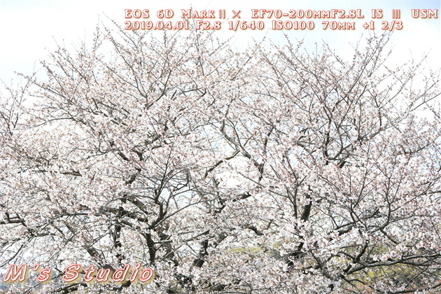 平成３１年４月　桜　さくら　撮影　一本桜　ボケ　露出　プラス補正　圧縮効果　canon キヤノン　EOS 6D MarkⅡ EF70-200mmF2.8L IS Ⅲ USM　EF16-35mm f/4L IS USM