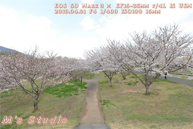 平成３１年４月　桜　さくら　撮影　桜並木　ボケ　露出　プラス補正　圧縮効果　見頃　canon キヤノン　EOS 6D MarkⅡ EF70-200mmF2.8L IS Ⅲ USM　EF16-35mm f/4L IS USM