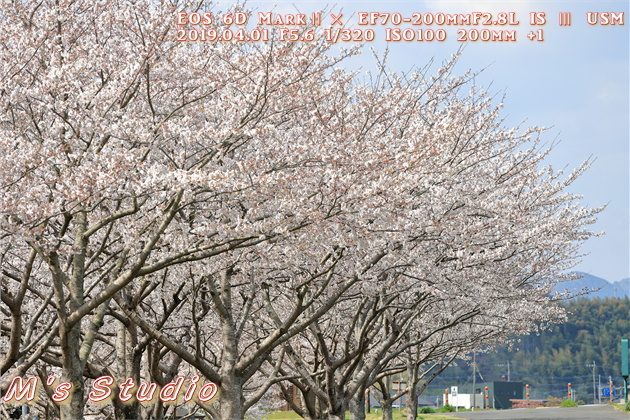 平成３１年４月　桜　さくら　撮影　桜並木　ボケ　露出　プラス補正　圧縮効果　見頃　canon キヤノン　EOS 6D MarkⅡ EF70-200mmF2.8L IS Ⅲ USM　EF16-35mm f/4L IS USM