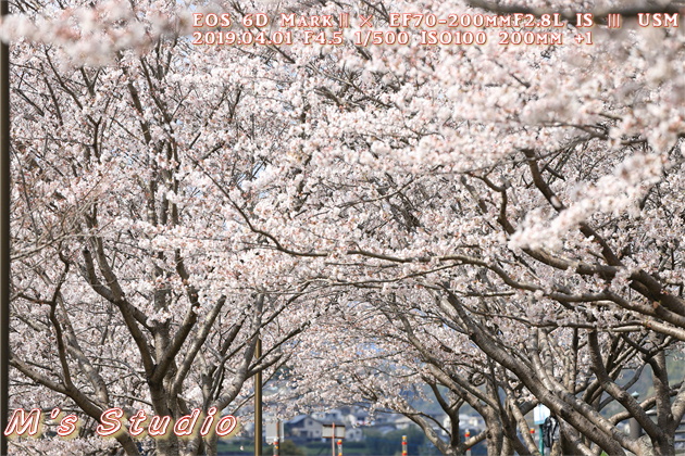 平成31年4月 桜 さくら 撮影 桜並木 ボケ 露出 プラス補正 圧縮効果 見頃 canon キヤノン EOS 6D MarkⅡ EF70-200mmF2.8L IS Ⅲ USM EF16-35mm f/4L IS USM