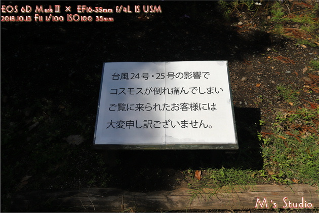 大分県竹田市久住町 くじゅう花公園 そよ風の丘 コスモス 秋桜