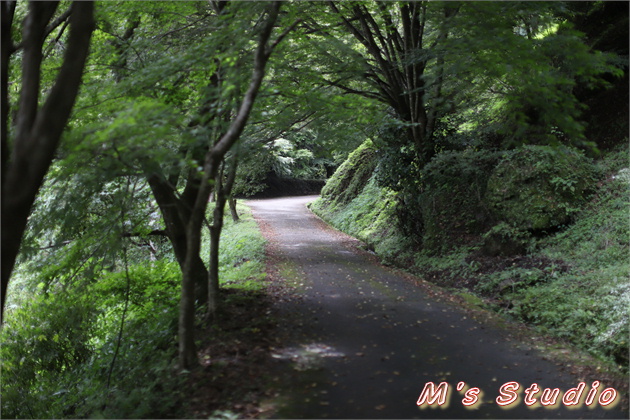 おんせん県おおいた　大分県　竹田市　荻町　陽目　371番地　白水の滝　しらみずのたき　陽目の里　ひなためのさと　名水茶屋　豊の国名水１５選　陽目の里キャンピングパーク　囲炉裏 豊後牛膳 えのは塩焼き 母滝 湧水　EOS 6D MarkⅡ EF16-35mm f/4L IS USM　EF50mm F1.2L USM