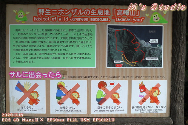 2020年11月　令和２年11月　大分県　大分市　おんせん県　紅葉　紅葉狩り　見頃　情報　高崎山　高崎城　登山　登山道　銭瓶峠　森林セラピー　基地　セラピーロード　いにしえの森　ニホンザル　NPO法人森林セラピーソサエティ　写真　一眼レフ　6D MarkⅡ EF50mm F1.2L USM　EF16-35mm f/4L IS USM　EF70-200mmF2.8L IS Ⅲ US