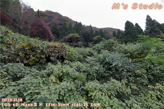 2020年11月　令和２年11月　大分県　大分市　おんせん県　紅葉　紅葉狩り　見頃　情報　高崎山　高崎城　登山　登山道　銭瓶峠　森林セラピー　基地　セラピーロード　いにしえの森　ニホンザル　NPO法人森林セラピーソサエティ　写真　一眼レフ　6D MarkⅡ EF50mm F1.2L USM　EF16-35mm f/4L IS USM　EF70-200mmF2.8L IS Ⅲ US