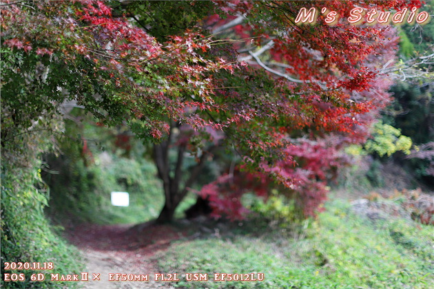 2020年11月　令和２年11月　大分県　大分市　おんせん県　紅葉　紅葉狩り　見頃　情報　高崎山　高崎城　登山　登山道　銭瓶峠　森林セラピー　基地　セラピーロード　いにしえの森　ニホンザル　NPO法人森林セラピーソサエティ　写真　一眼レフ　6D MarkⅡ EF50mm F1.2L USM　EF16-35mm f/4L IS USM　EF70-200mmF2.8L IS Ⅲ US