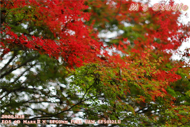 2020年11月　令和２年11月　大分県　大分市　おんせん県　紅葉　紅葉狩り　見頃　情報　高崎山　高崎城　登山　登山道　銭瓶峠　森林セラピー　基地　セラピーロード　いにしえの森　ニホンザル　NPO法人森林セラピーソサエティ　写真　一眼レフ　6D MarkⅡ EF50mm F1.2L USM　EF16-35mm f/4L IS USM　EF70-200mmF2.8L IS Ⅲ US