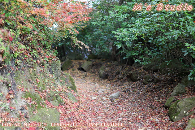 2020年11月　令和２年11月　大分県　大分市　おんせん県　紅葉　紅葉狩り　見頃　情報　高崎山　高崎城　登山　登山道　銭瓶峠　森林セラピー　基地　セラピーロード　いにしえの森　ニホンザル　NPO法人森林セラピーソサエティ　写真　一眼レフ　6D MarkⅡ EF50mm F1.2L USM　EF16-35mm f/4L IS USM　EF70-200mmF2.8L IS Ⅲ US