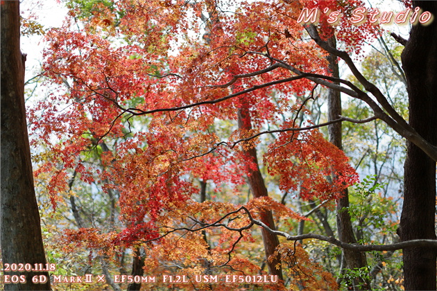 2020年11月　令和２年11月　大分県　大分市　おんせん県　紅葉　紅葉狩り　見頃　情報　高崎山　高崎城　登山　登山道　銭瓶峠　森林セラピー　基地　セラピーロード　いにしえの森　ニホンザル　NPO法人森林セラピーソサエティ　写真　一眼レフ　6D MarkⅡ EF50mm F1.2L USM　EF16-35mm f/4L IS USM　EF70-200mmF2.8L IS Ⅲ US