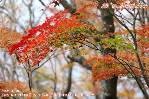 2020年11月　令和２年11月　大分県　大分市　おんせん県　紅葉　紅葉狩り　見頃　情報　高崎山　高崎城　登山　登山道　銭瓶峠　森林セラピー　基地　セラピーロード　いにしえの森　ニホンザル　NPO法人森林セラピーソサエティ　写真　一眼レフ　6D MarkⅡ EF50mm F1.2L USM　EF16-35mm f/4L IS USM　EF70-200mmF2.8L IS Ⅲ US