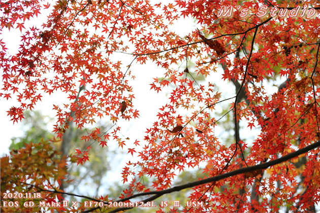 2020年11月　令和２年11月　大分県　大分市　おんせん県　紅葉　紅葉狩り　見頃　情報　高崎山　高崎城　登山　登山道　銭瓶峠　森林セラピー　基地　セラピーロード　いにしえの森　ニホンザル　NPO法人森林セラピーソサエティ　写真　一眼レフ　6D MarkⅡ EF50mm F1.2L USM　EF16-35mm f/4L IS USM　EF70-200mmF2.8L IS Ⅲ US