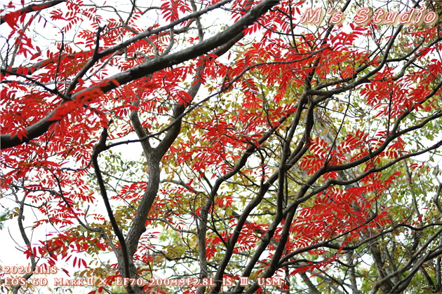 2020年11月　令和２年11月　大分県　大分市　おんせん県　紅葉　紅葉狩り　見頃　情報　高崎山　高崎城　登山　登山道　銭瓶峠　森林セラピー　基地　セラピーロード　いにしえの森　ニホンザル　NPO法人森林セラピーソサエティ　写真　一眼レフ　6D MarkⅡ EF50mm F1.2L USM　EF16-35mm f/4L IS USM　EF70-200mmF2.8L IS Ⅲ US