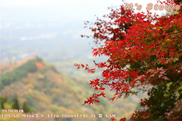 2020年11月　令和２年11月　大分県　大分市　おんせん県　紅葉　紅葉狩り　見頃　情報　高崎山　高崎城　登山　登山道　銭瓶峠　森林セラピー　基地　セラピーロード　いにしえの森　ニホンザル　NPO法人森林セラピーソサエティ　写真　一眼レフ　6D MarkⅡ EF50mm F1.2L USM　EF16-35mm f/4L IS USM　EF70-200mmF2.8L IS Ⅲ US