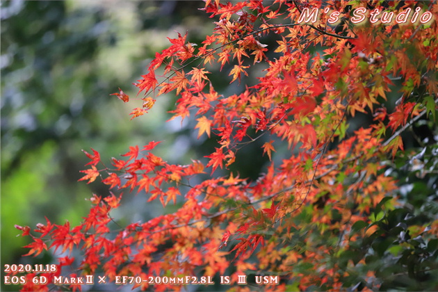 2020年11月　令和２年11月　大分県　大分市　おんせん県　紅葉　紅葉狩り　見頃　情報　高崎山　高崎城　登山　登山道　銭瓶峠　森林セラピー　基地　セラピーロード　いにしえの森　ニホンザル　NPO法人森林セラピーソサエティ　写真　一眼レフ　6D MarkⅡ EF50mm F1.2L USM　EF16-35mm f/4L IS USM　EF70-200mmF2.8L IS Ⅲ US