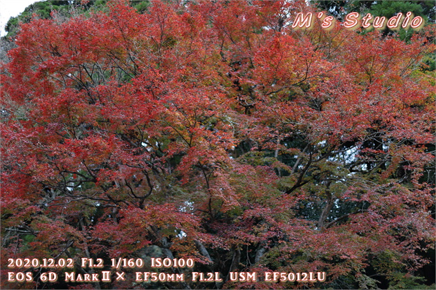 2020.12　霊山寺　紅葉　駐車場