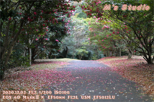 2020.12　霊山寺　紅葉　登山道　登山ルート