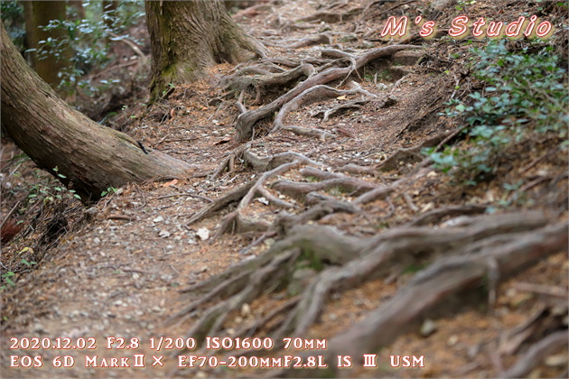 2020.12　霊山寺　紅葉　登山道　登山ルート　大分市内　絶景