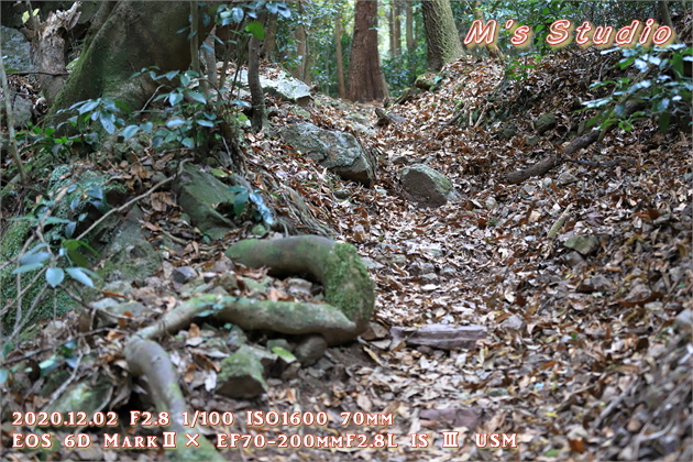 2020.12　霊山寺　紅葉　登山道　登山ルート　日枝神社　遊歩道　階段　急勾配