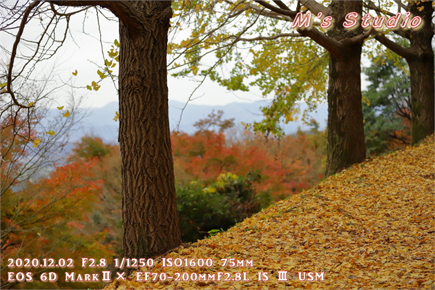 2020.12　霊山寺　紅葉　イチョウ　いちょう