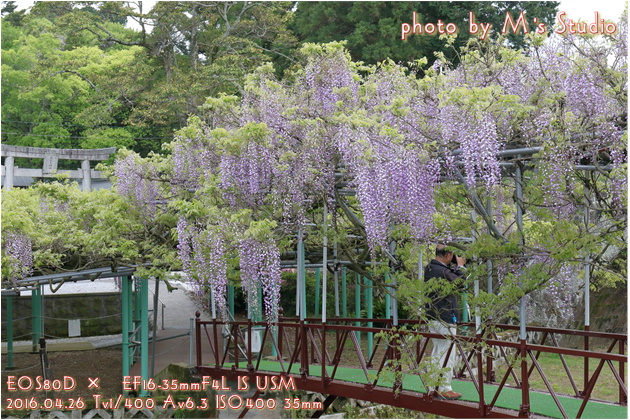 2016年　大分県大分市寒田　西寒多神社ふじまつり　藤　見頃