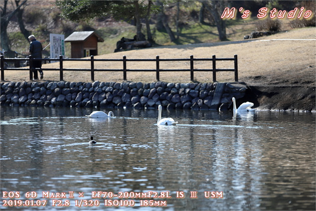 おんせん県おおいた　かいがけ温泉　きのこの里　家族湯　露天風呂　キャンプ　オートキャンプ　大分県　由布市　挾間町　田代　志高湖　白鳥