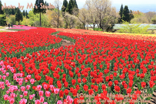 くじゅう花公園　四季彩の丘　チューリップ　フェスティバル