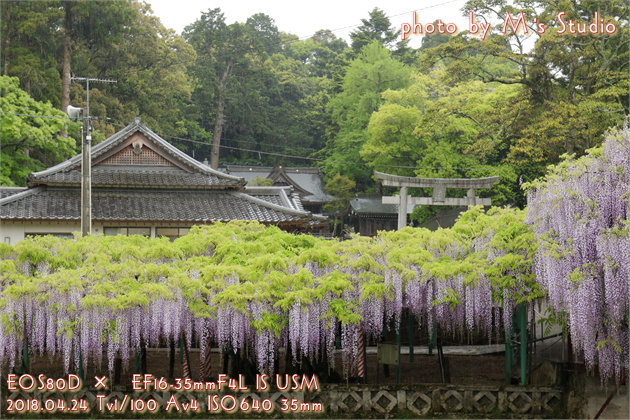 2018年　大分県大分市寒田　西寒多神社ふじまつり　藤　見頃