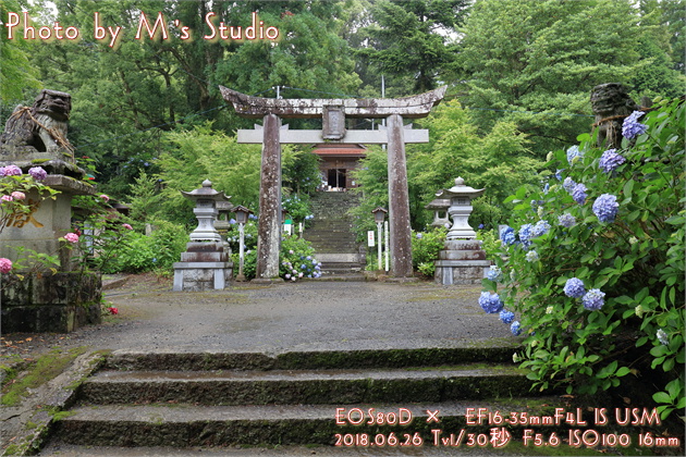 大分県玖珠郡九重町　宝八幡宮　アジサイ　紫陽花　あじさい　参道