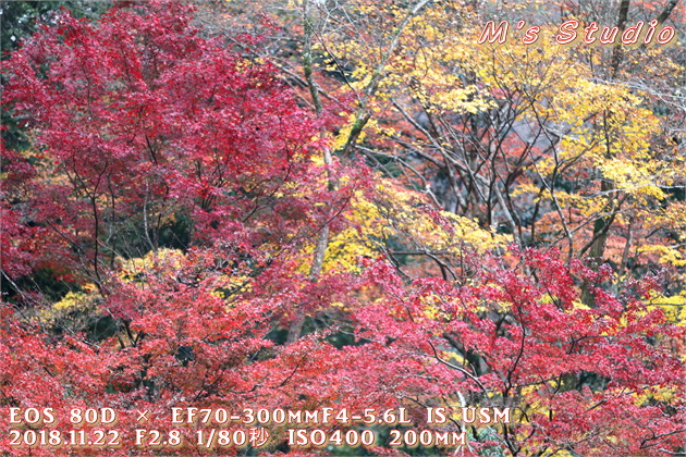 宮崎県西臼杵郡高千穂町三田井　五ヶ瀬川　日本の滝百選　真名井の滝　紅葉　シーズン　見頃