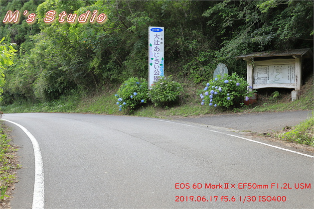 おんせん県おおいた　温泉県　大分県　豊後大野市　朝地町　上尾塚　普光寺　ふこうじ　あじさい寺　６月　見頃　開花状況　あじさい　紫陽花　令和元年　2019年06月17日　豊後大野市朝地町　普光寺　ふこうじ　大辻山　大辻あじさい公園　県下有数　紫陽花　アジサイ　数千株　三重町観光十二名所　標高２５０メートル　眺望に富む公園　中世豪族の墳墓