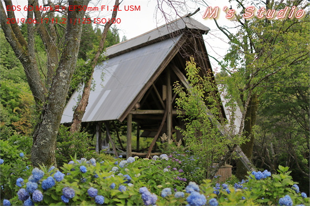 おんせん県おおいた　温泉県　大分県　豊後大野市　朝地町　上尾塚　普光寺　ふこうじ　あじさい寺　６月　見頃　開花状況　あじさい　紫陽花　令和元年　2019年06月17日　豊後大野市朝地町　普光寺　ふこうじ　大辻山　大辻あじさい公園　県下有数　紫陽花　アジサイ　数千株　三重町観光十二名所　標高２５０メートル　眺望に富む公園　中世豪族の墳墓