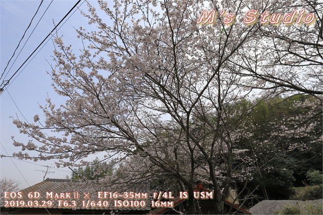 大分県　由布市　挾間町　極楽温泉　はさま温泉郷　おんせん県おおいた　家族湯　大浴場　桜　見頃