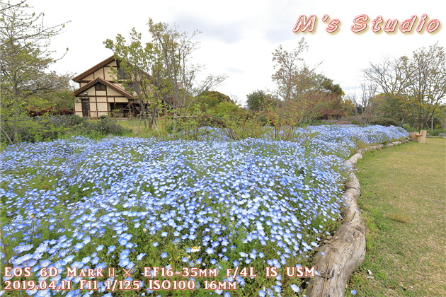 大分県　速見郡　日出町　大神　大神ファーム　おおが　ネモフィラ　バラ園　ローズガーデン　おんせん県おおいた　ハーブ園