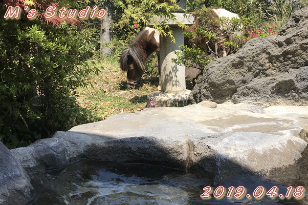 おんせん県おおいた　はさま温泉郷　大分県　由布市　挾間町ゆの杜 竹泉　露天風呂　天然温泉　源泉かけ流し　　ポニー