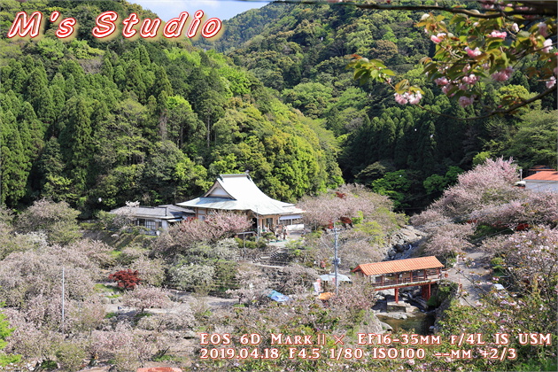 大分県　大分市　廻栖野　めぐすの　み仏の里　こころの里　不動尊　一心寺　いっしんじ　ぼたん桜　八重桜　約千本　約五百本　紅もみじ