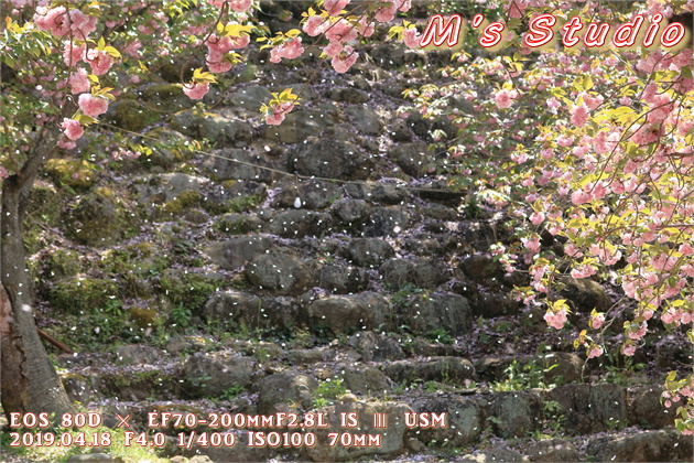 大分県　大分市　廻栖野　めぐすの　み仏の里　こころの里　不動尊　一心寺　いっしんじ　ぼたん桜　八重桜　約千本　約五百本　紅もみじ　花吹雪