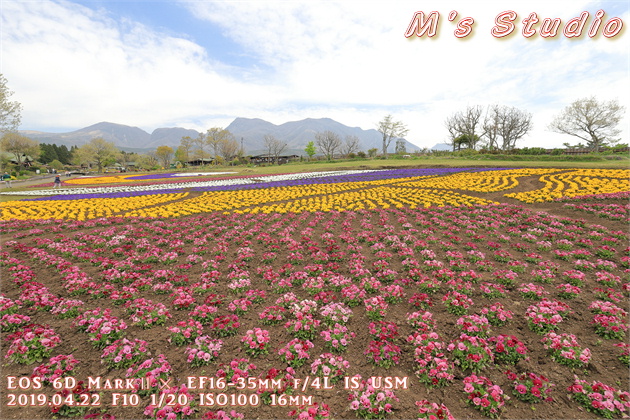 2019年　平成31年　くじゅう花公園　チューリップ　フェスティバル　おんせん県おおいた　大分県　竹田市　久住町　ポピー