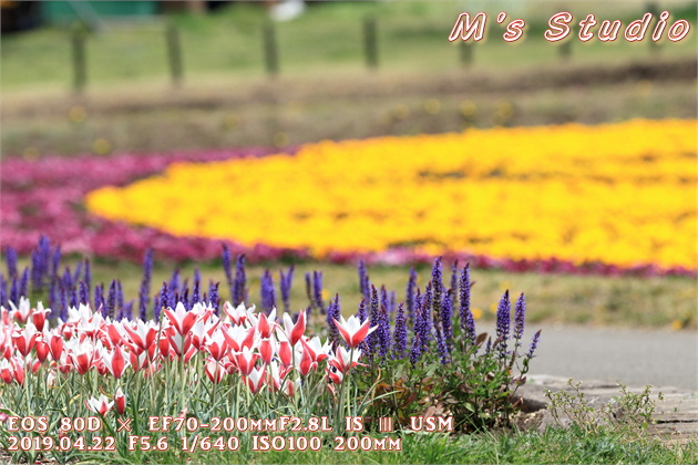 2019年　平成31年　くじゅう花公園　チューリップ　フェスティバル　おんせん県おおいた　大分県　竹田市　久住町　パンジー