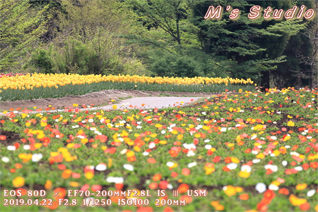 2019年　平成31年　くじゅう花公園　チューリップ　フェスティバル　おんせん県おおいた　大分県　竹田市　久住町　ポピー