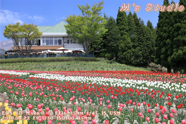 2019年　平成31年　くじゅう花公園　チューリップ　フェスティバル　おんせん県おおいた　大分県　竹田市　久住町　