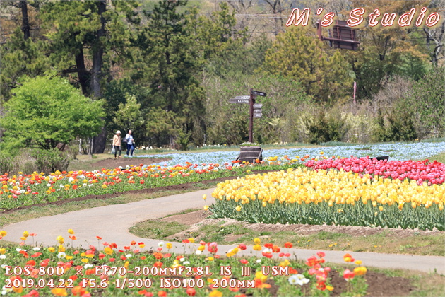 2019年　平成31年　くじゅう花公園　チューリップ　フェスティバル　おんせん県おおいた　大分県　竹田市　久住町　ポピー　ネモフィラ