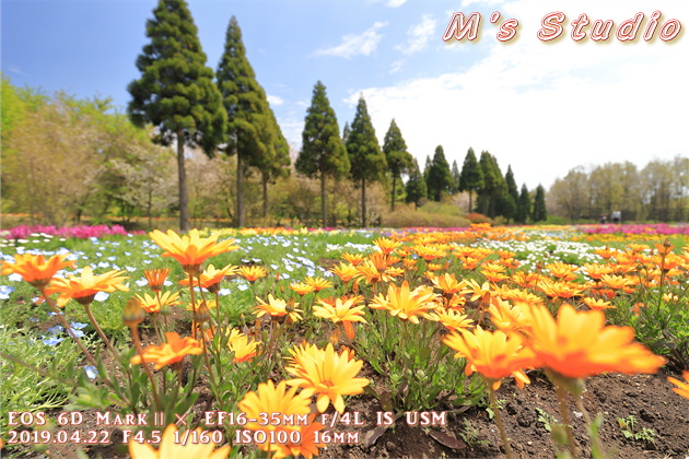 2019年　平成31年　くじゅう花公園　チューリップ　フェスティバル　おんせん県おおいた　大分県　竹田市　久住町　そよ風の丘