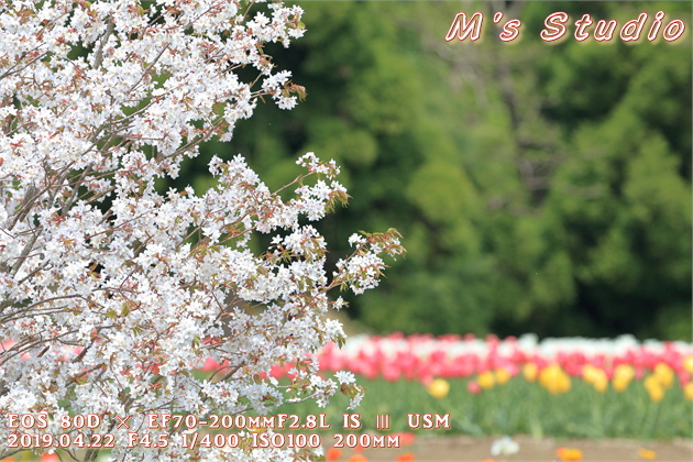 2019年　平成31年　くじゅう花公園　チューリップ　フェスティバル　おんせん県おおいた　大分県　竹田市　久住町　桜　ソメイヨシノ